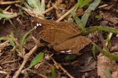 Junonia natalica