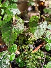 Corybas acuminatus