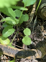 Packera pseudaurea flavula