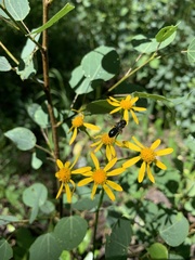 Packera pseudaurea flavula