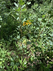 Packera pseudaurea flavula