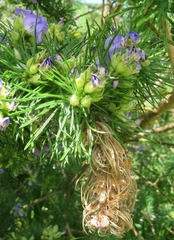 Psoralea floccosa