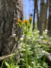 Packera pseudaurea flavula