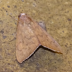 Anomis illita
