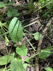 Packera pseudaurea flavula