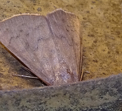 Anomis illita