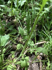 Packera pseudaurea flavula