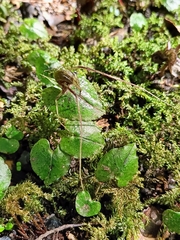 Corybas acuminatus