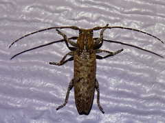 Ataxia crypta