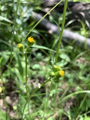 Packera pseudaurea flavula