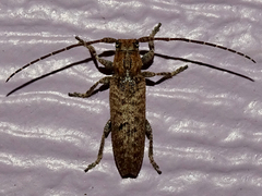 Ataxia crypta