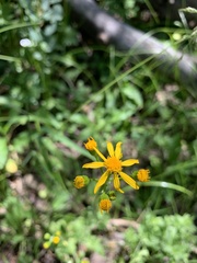 Packera pseudaurea flavula