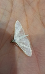 Palpita vitrealis