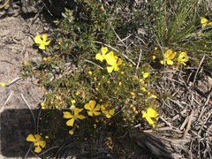 Hibbertia procumbens