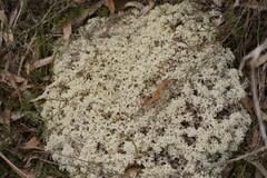 Pulchrocladia retipora