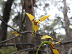 Diuris brevifolia