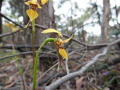 Diuris brevifolia