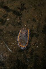 Goniobranchus bombayanus