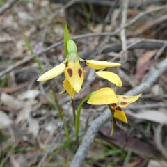 Diuris brevifolia