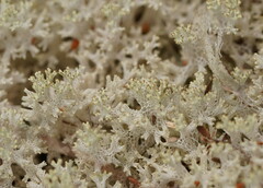 Pulchrocladia retipora