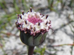 Othonna digitata