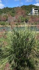 Miscanthus