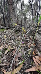 Diuris brevifolia
