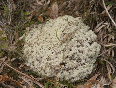 Pulchrocladia retipora