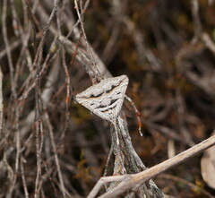 Dichromodes consignata