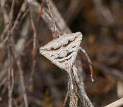 Dichromodes consignata