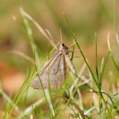 Operophtera bruceata