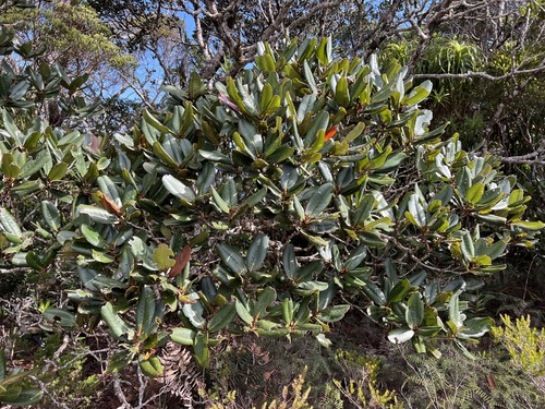 Nothofagus baumanniae observed 2022-10-16