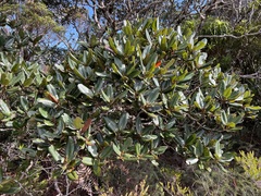Nothofagus baumanniae