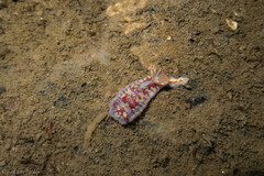 Glossodoris poecila
