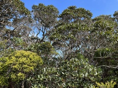 Nothofagus baumanniae