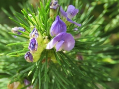 Psoralea speciosa