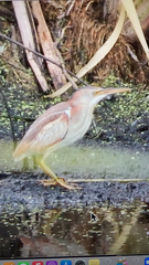 Ixobrychus exilis