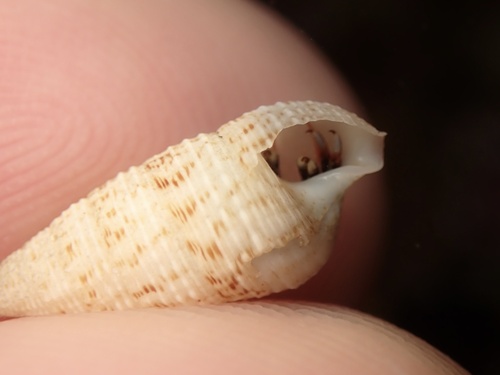 Cerithium nesioticum observed 2022-11-09