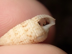 Cerithium nesioticum