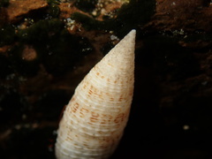 Cerithium nesioticum