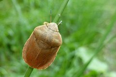 Eurygaster austriaca