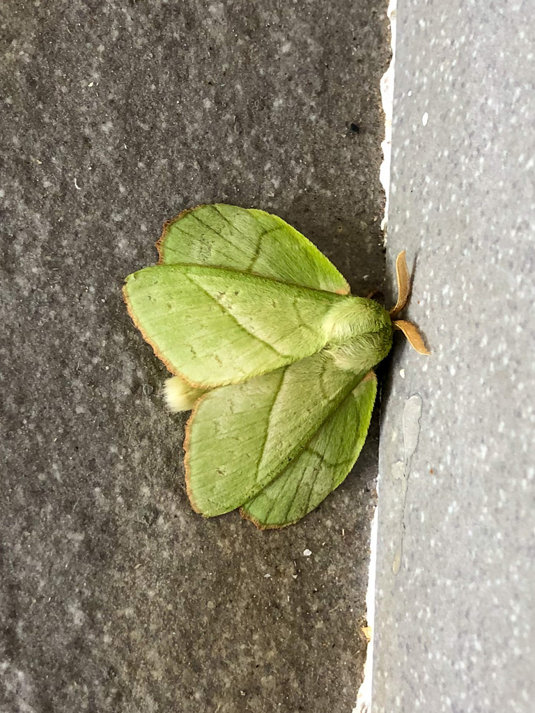 Trabala pallida