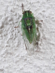 Kikihia paxillulae