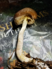 Leccinellum albellum