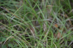Carex cherokeensis