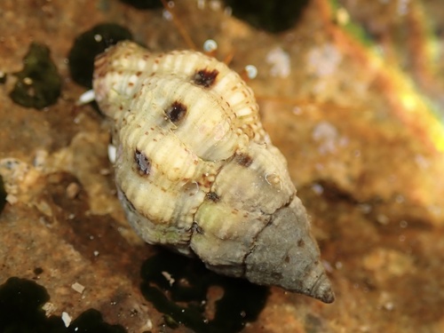 Peristernia chlorostoma observed 2022-11-09