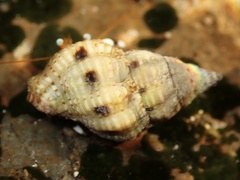 Peristernia chlorostoma