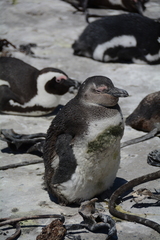 Spheniscus demersus