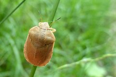 Eurygaster austriaca