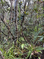 Megastylis latissima